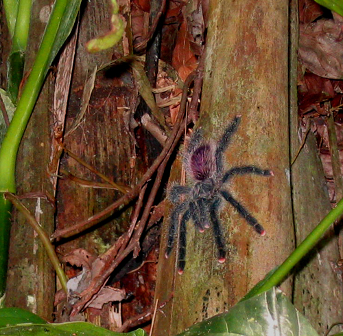 Una tarántula en Cumaceba, Iquitos